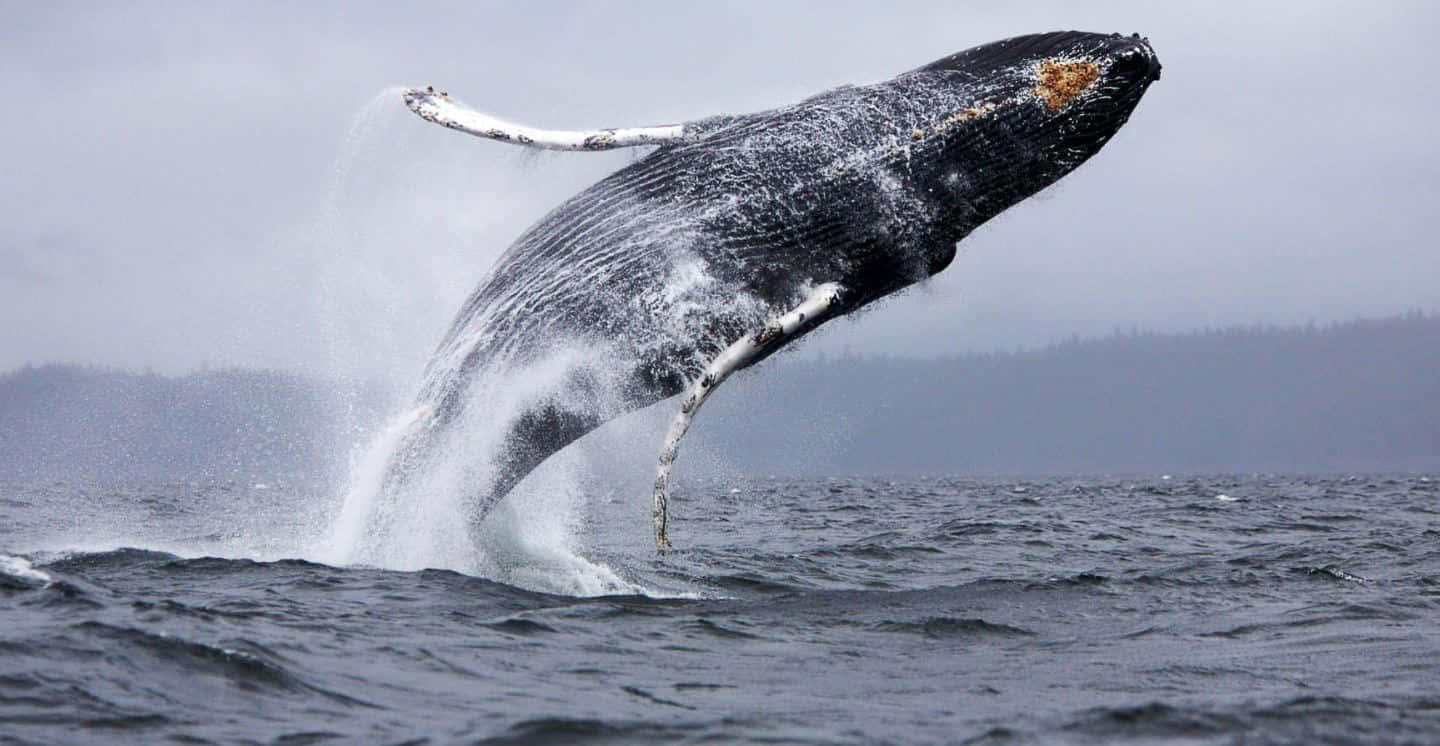Majestic Humpback Whale In Deep Blue Ocean Wallpaper