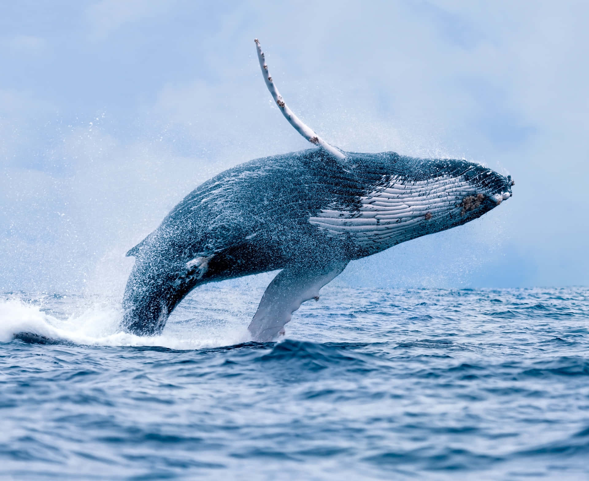 Majestic Humpback Whale In Deep Blue Ocean Wallpaper