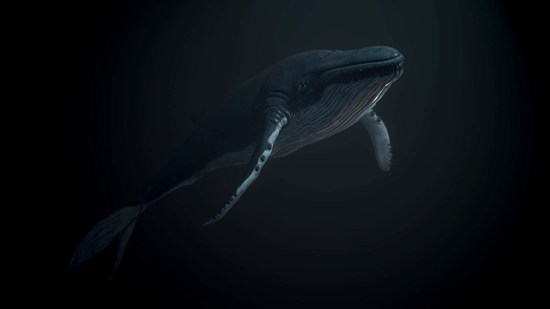 Majestic Humpback Whale In Deep Blue Sea Wallpaper