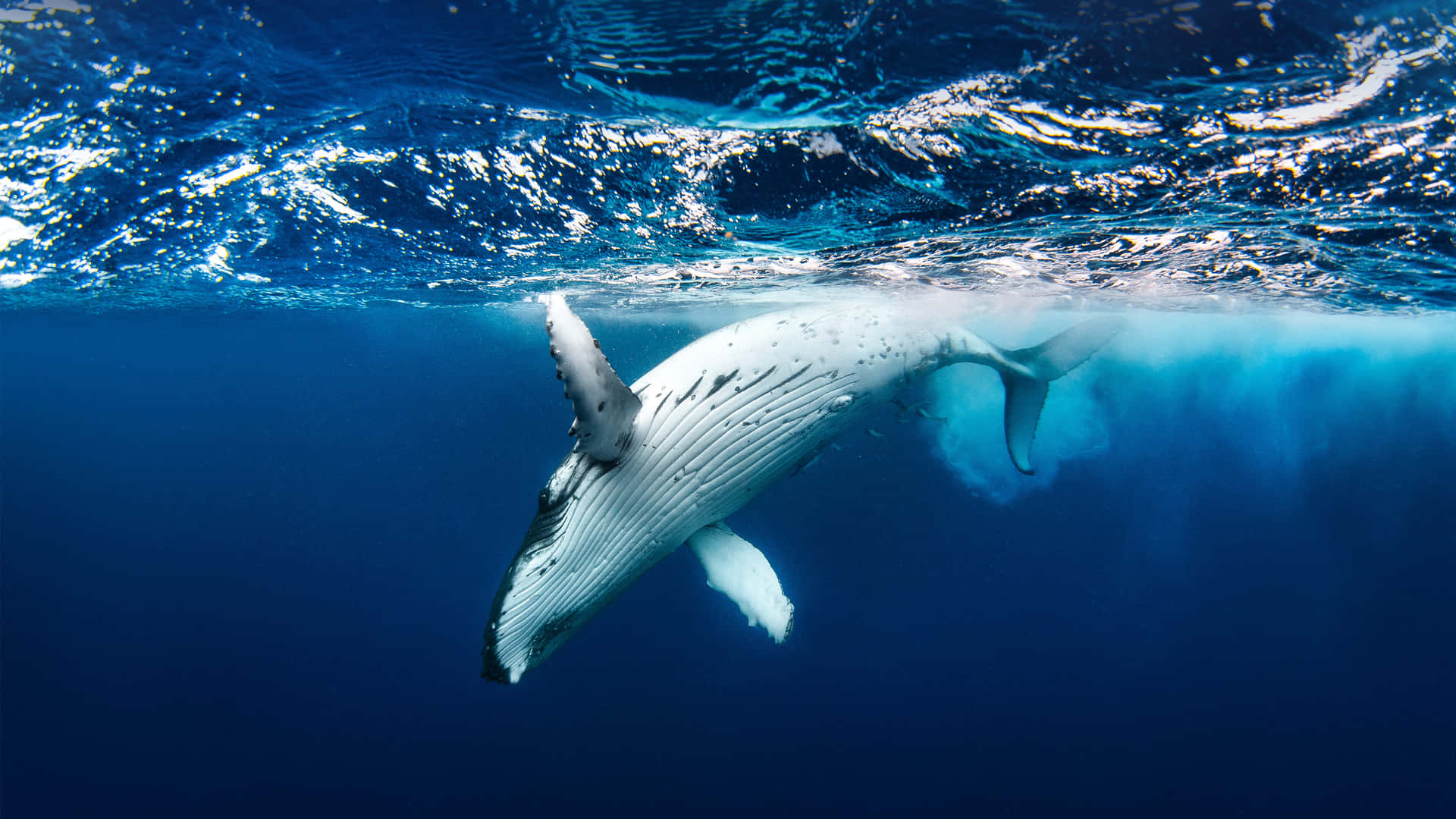 Majestic Humpback Whale In Mid-jump Wallpaper