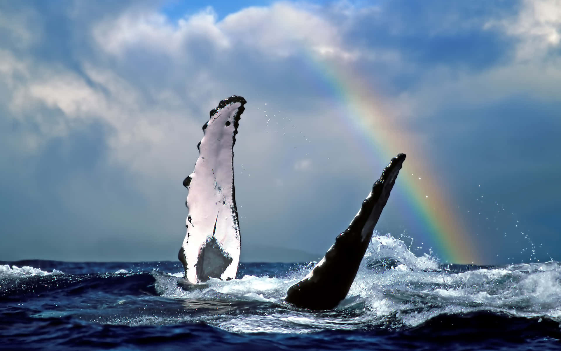 Majestic Humpback Whale In Ocean Depths Wallpaper