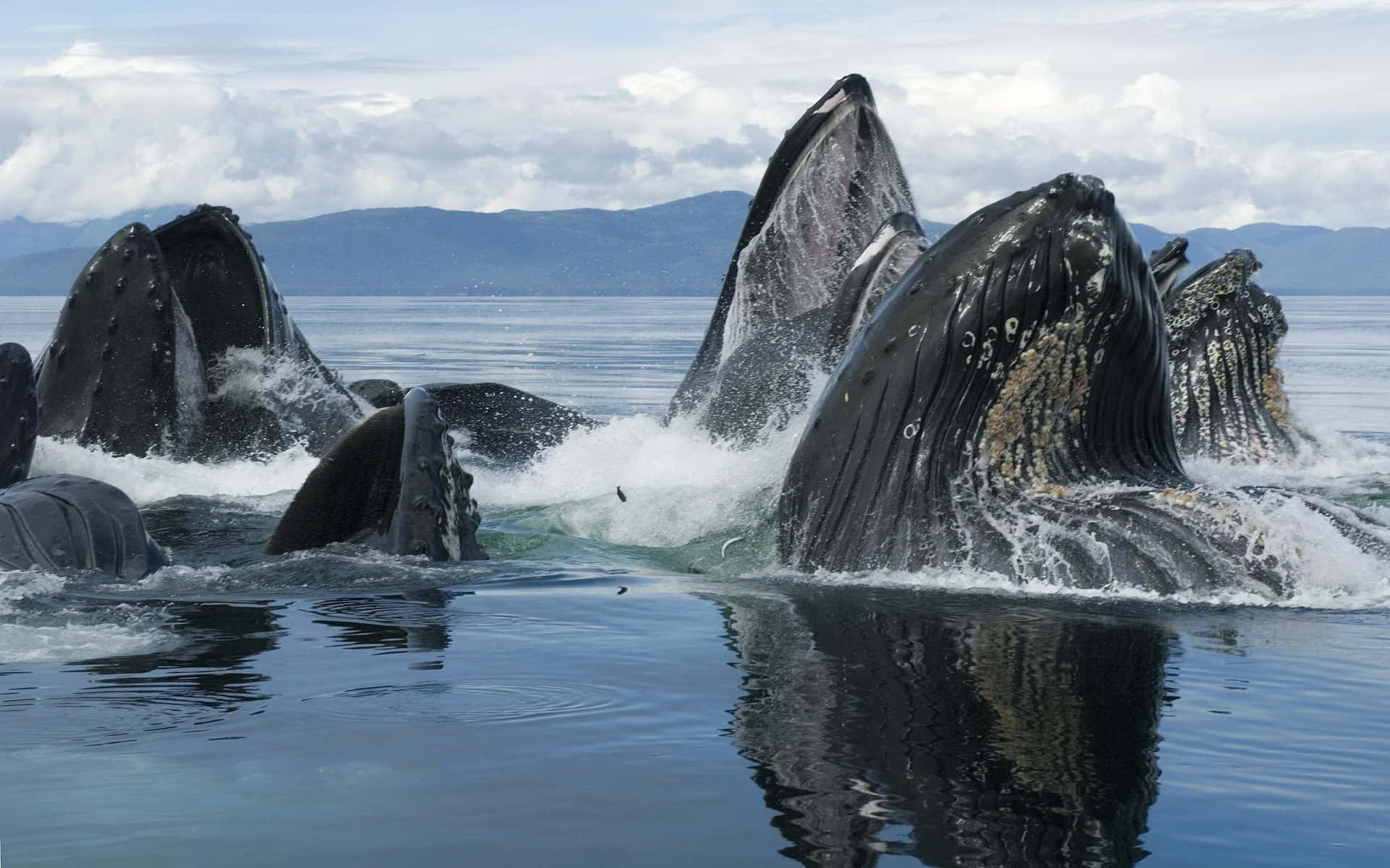 Majestic Humpback Whale In The Deep Blue Sea Wallpaper