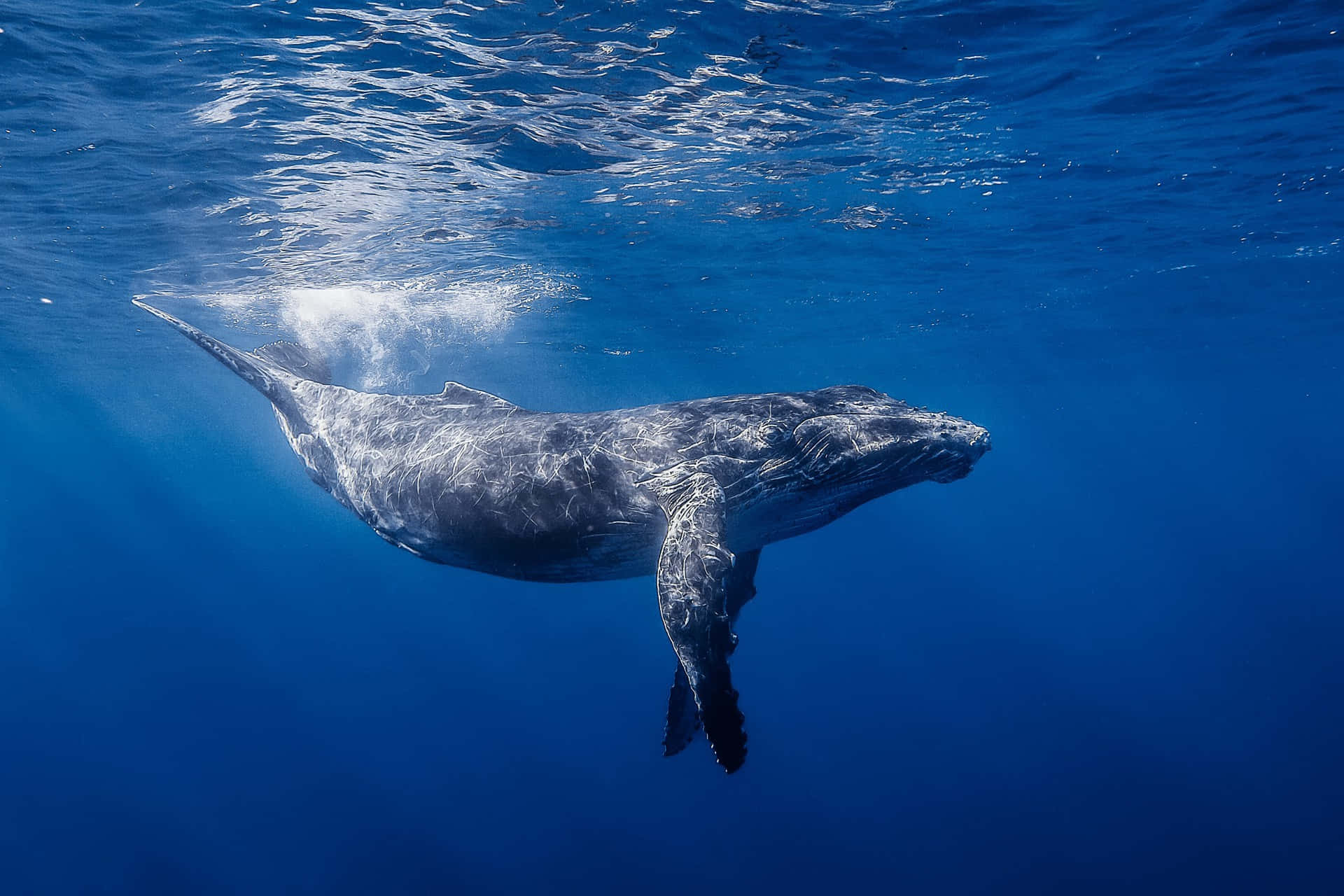 Majestic Humpback Whale In The Ocean Depths Wallpaper