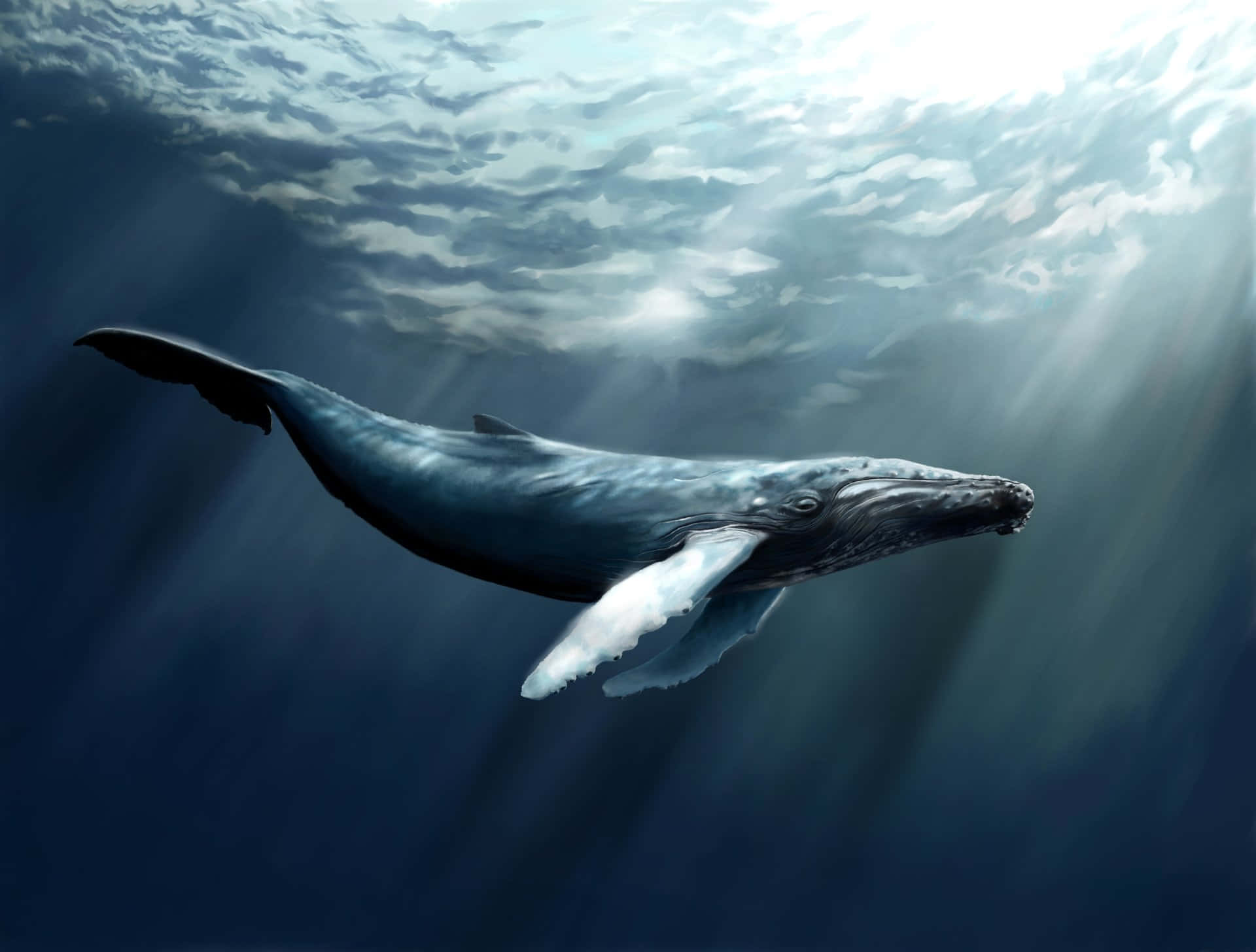 Majestic_ Humpback_ Whale_ Underwater.jpg Wallpaper