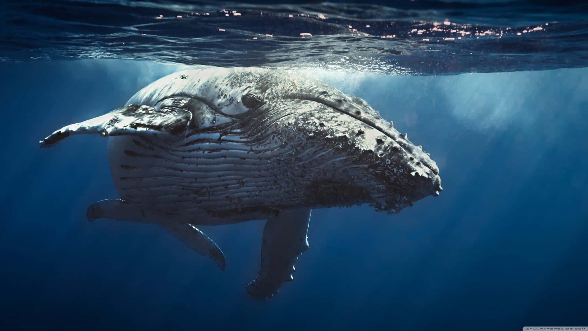 Majestic Humpback Whale Underwater.jpg Wallpaper