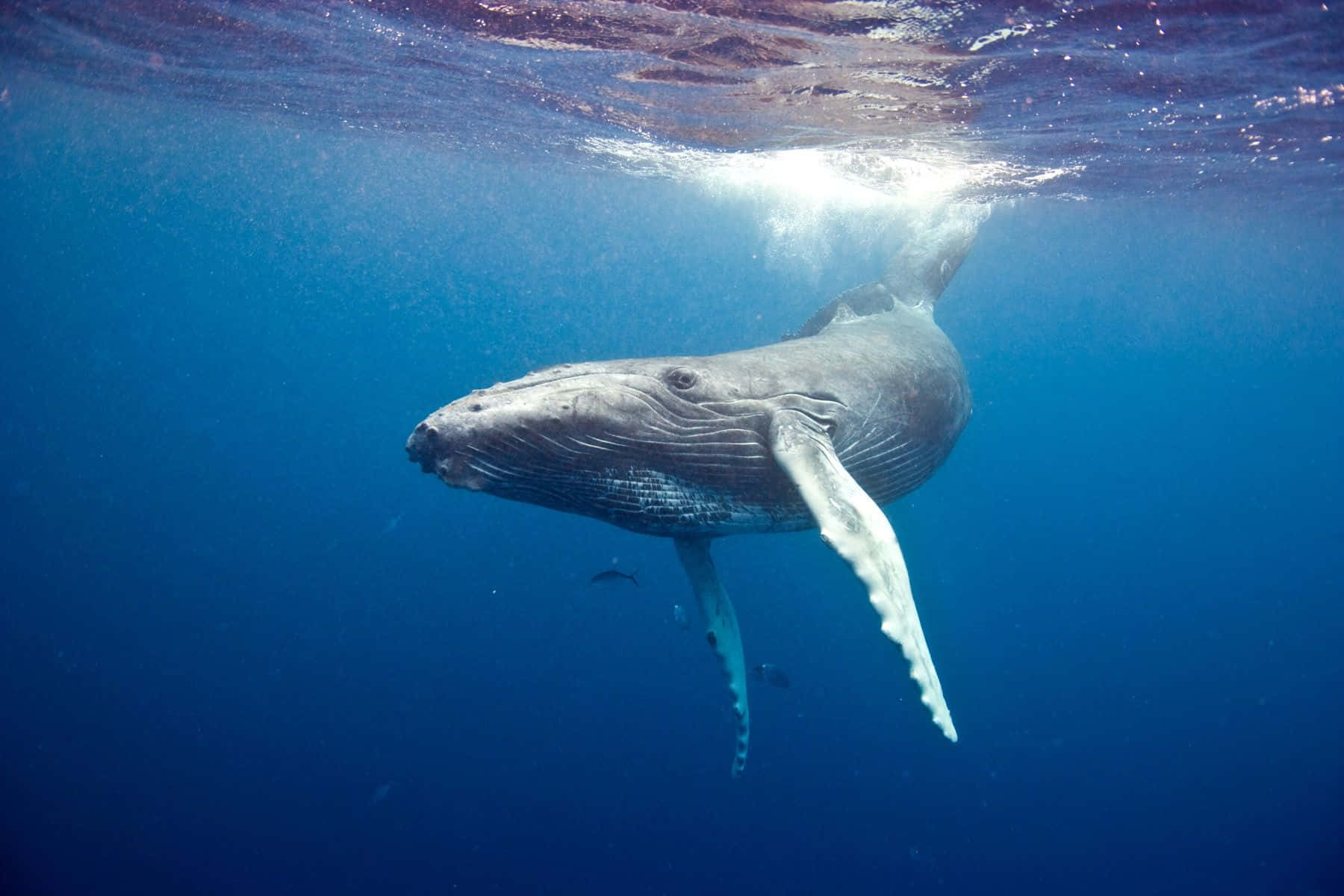 Majestic Humpback Whale Underwater.jpg Wallpaper