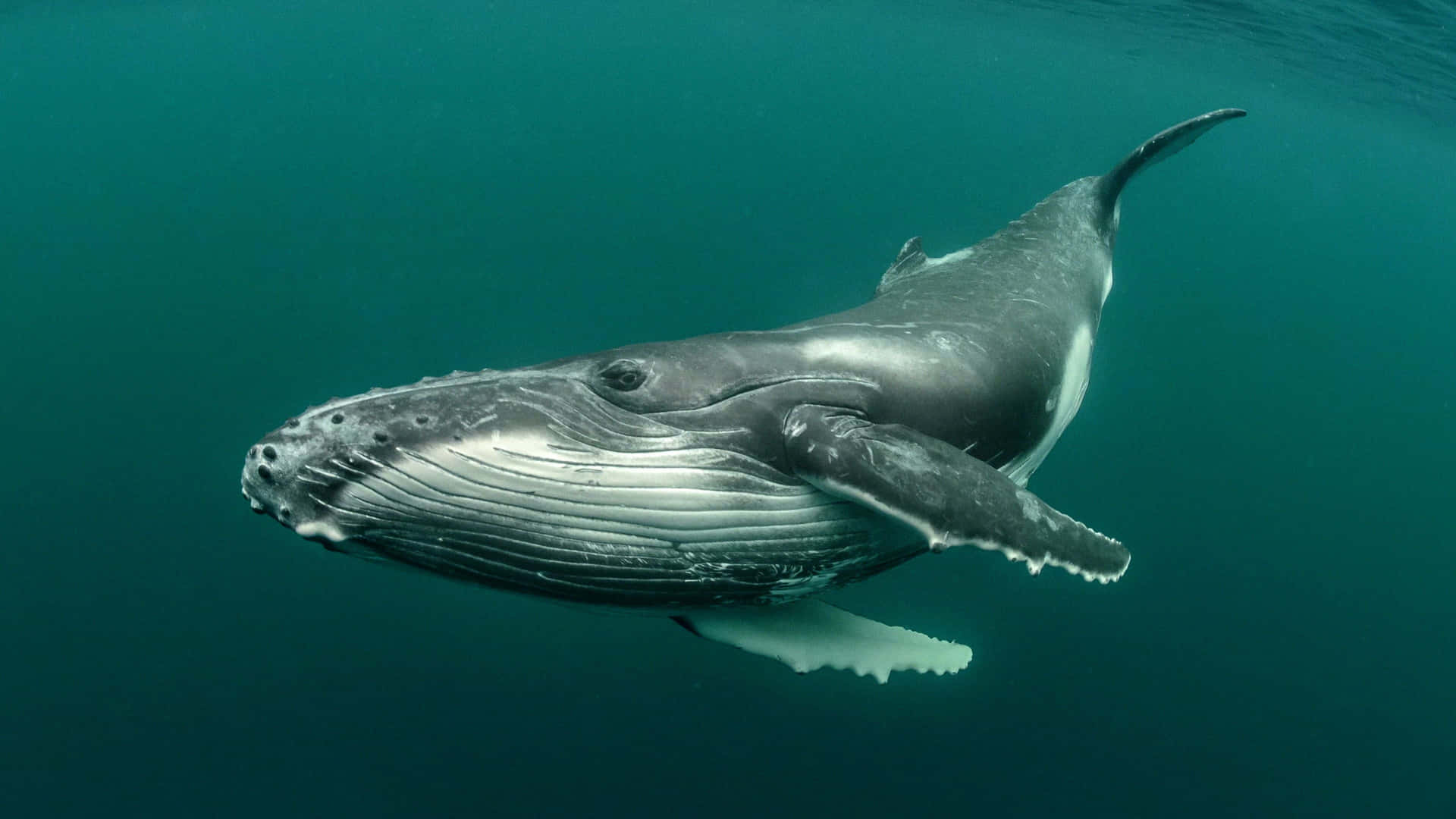 Majestic Humpback Whale Underwater.jpg Wallpaper