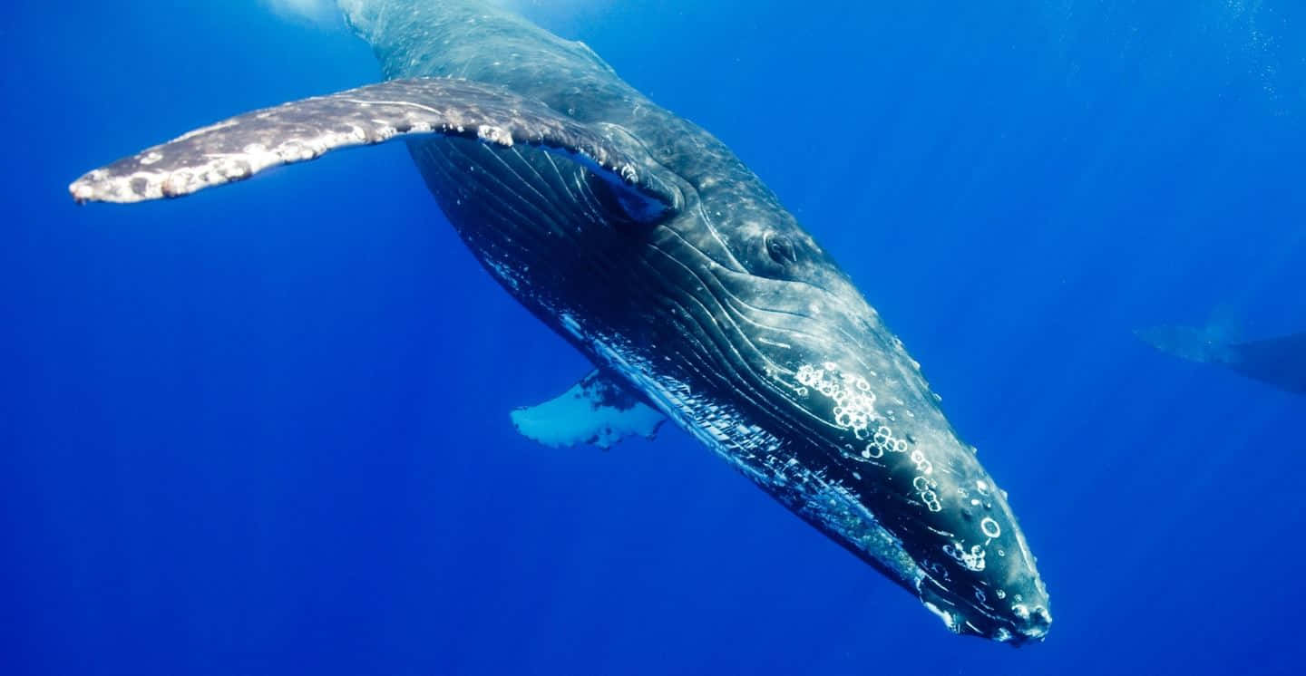 Majestic Humpback Whale Underwater Wallpaper