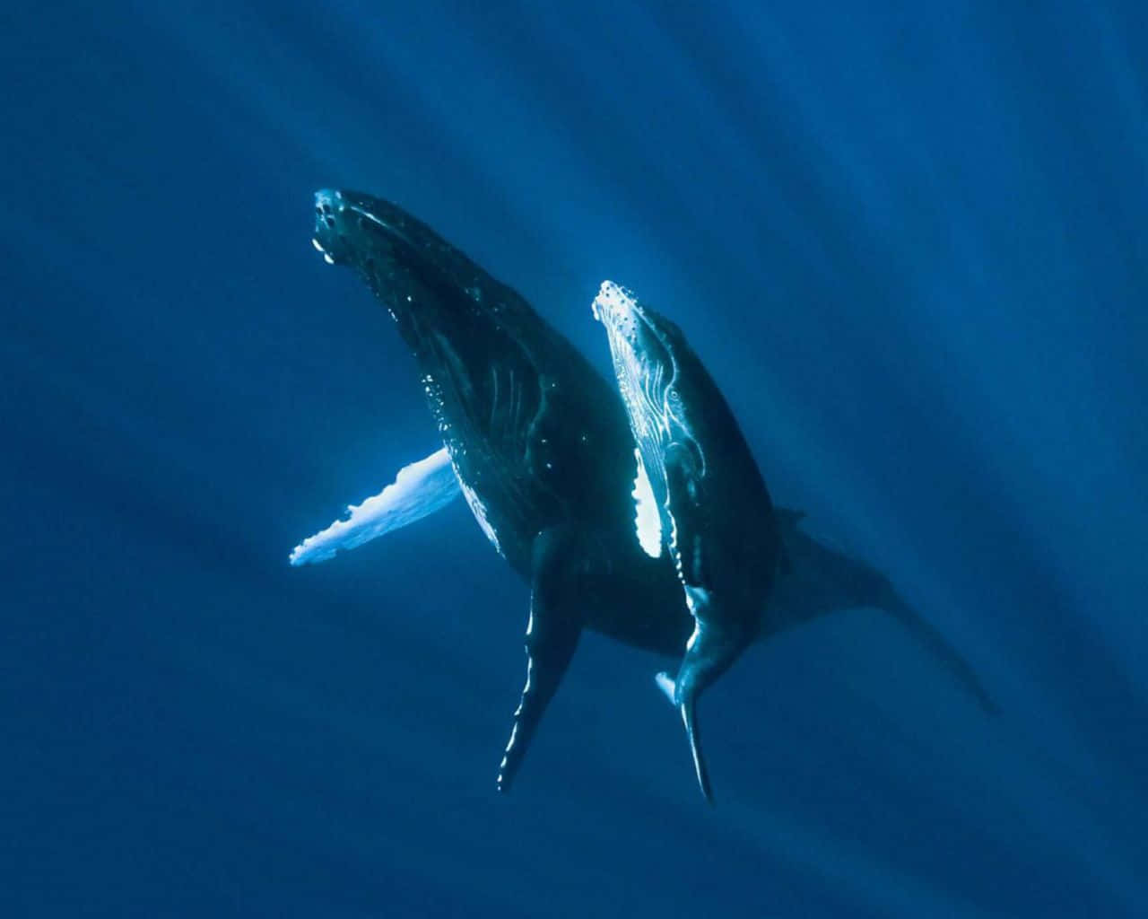 Majestic_ Humpback_ Whale_ Underwater Wallpaper