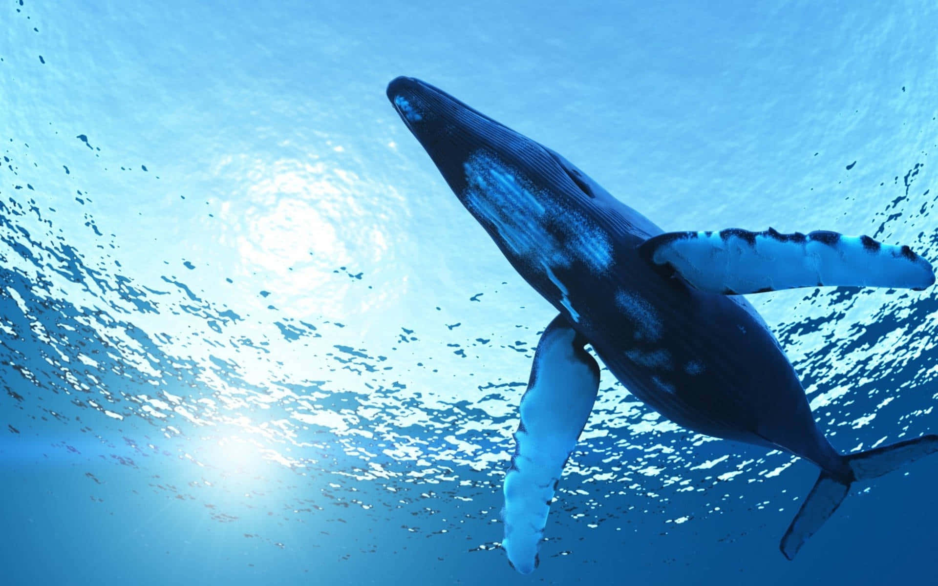 Majestic Humpback Whale Underwater Wallpaper