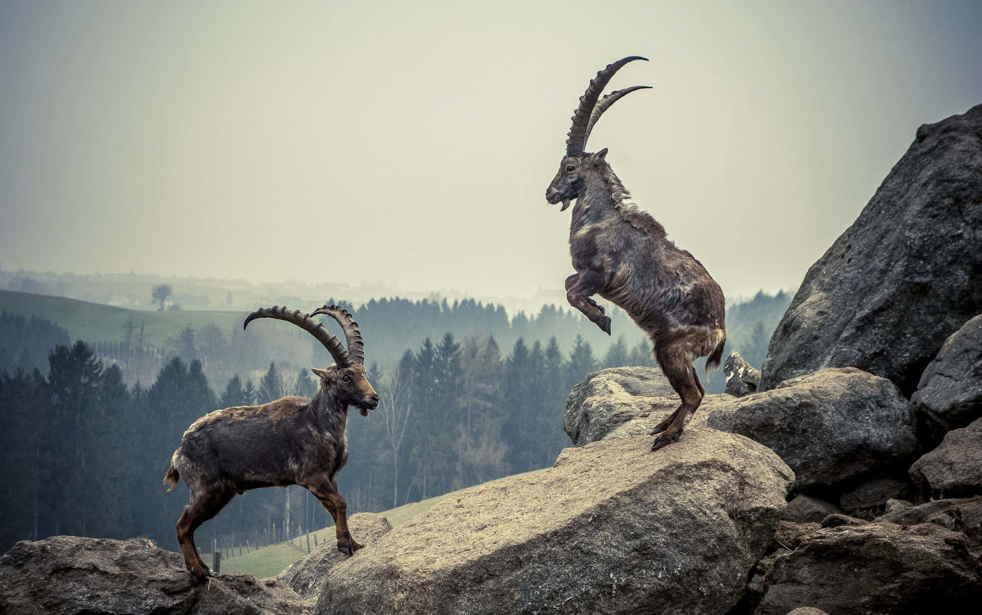 Majestic_ Ibex_ Duo_on_ Rocks Wallpaper