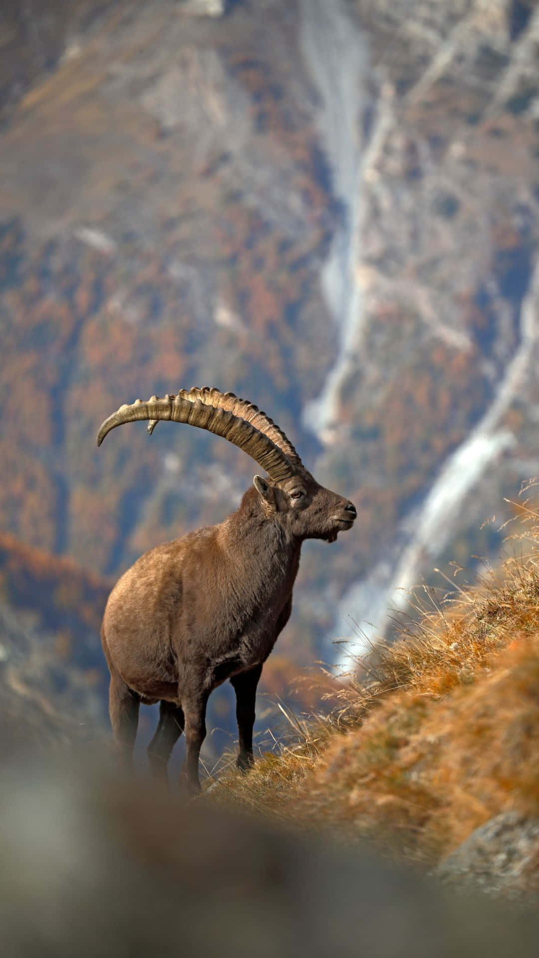 Majestic Ibex Mountain Backdrop Wallpaper