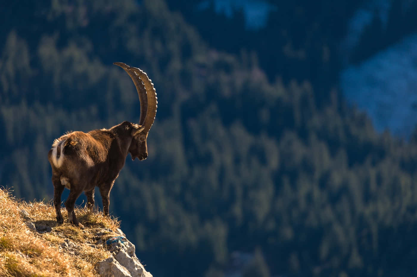 Majestic Ibex On Mountain Ridge Wallpaper