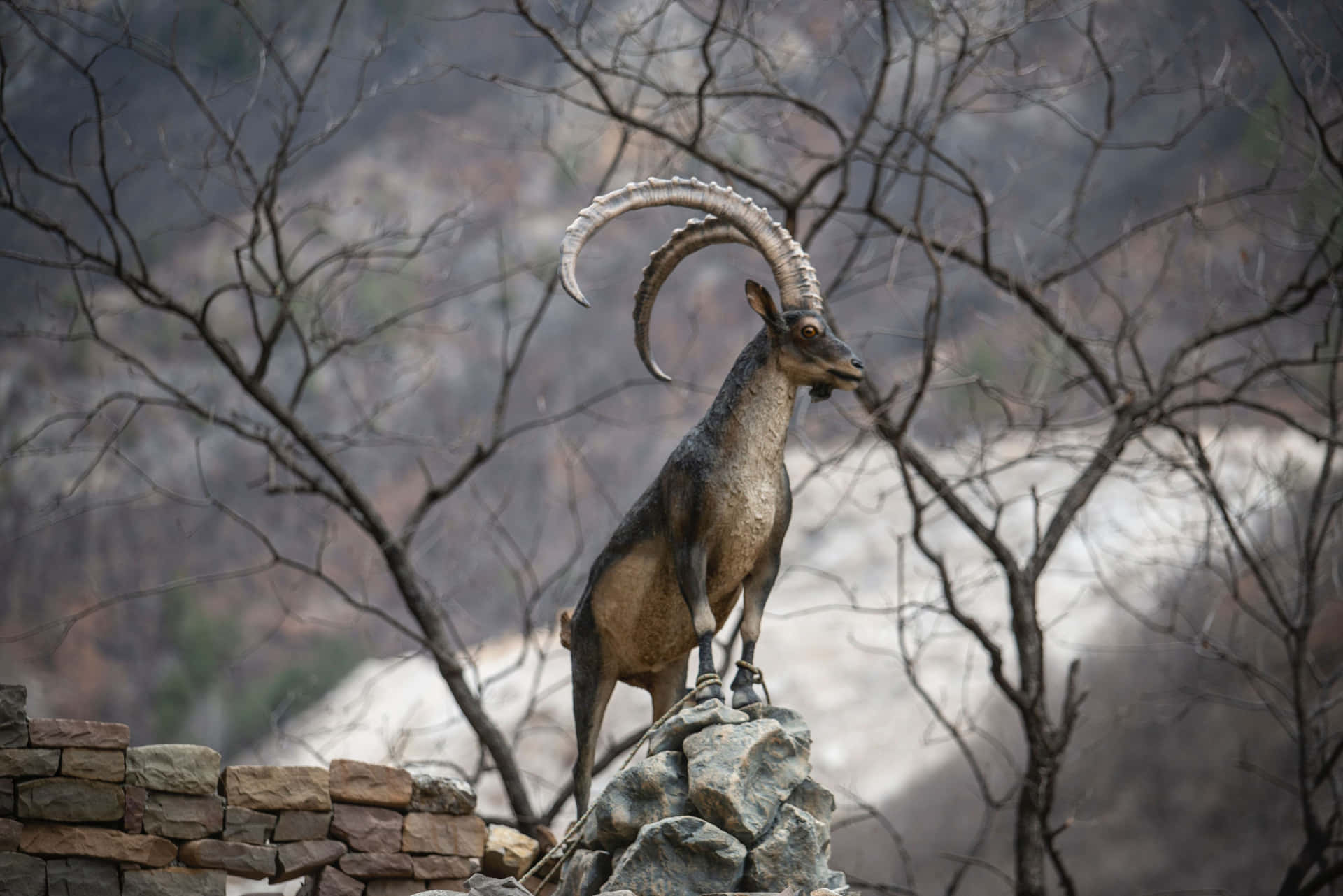 Majestic Ibex On Rocky Outcrop Wallpaper