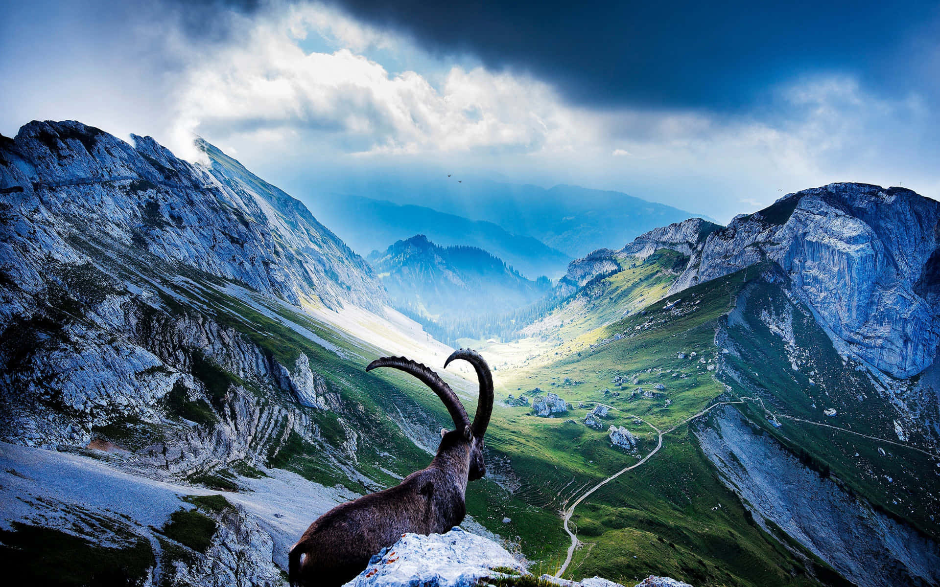 Majestic_ Ibex_ Overlooking_ Mountain_ Valley Wallpaper