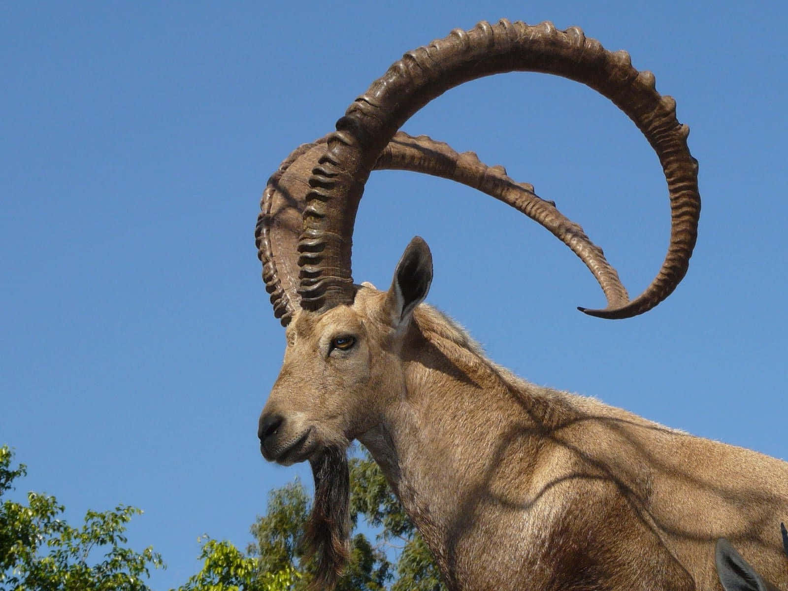 Majestic Ibex Profile Wallpaper