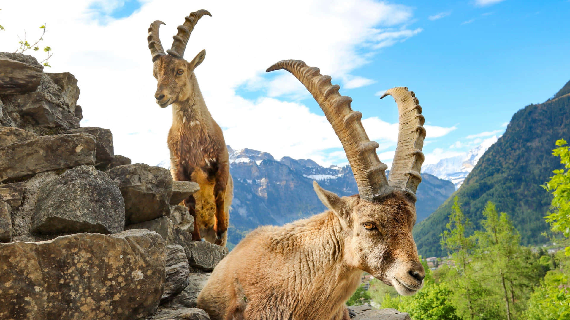 Majestic_ Ibexes_ Mountain_ View.jpg Wallpaper