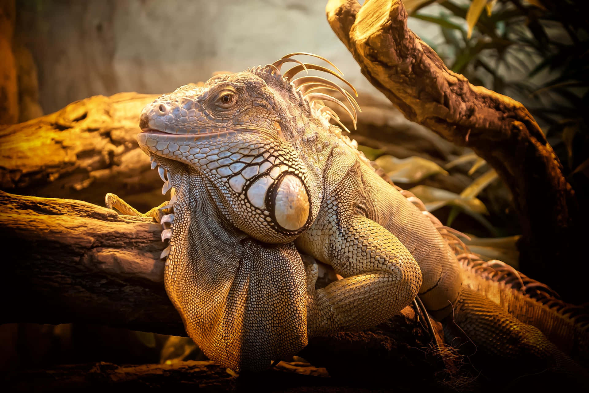 Majestic_ Iguana_ Basking.jpg Wallpaper