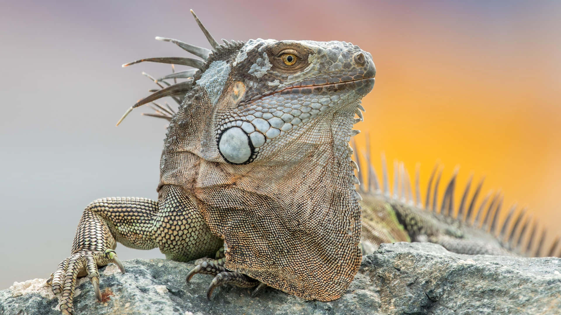 Majestueuze Iguana Zonsondergang Achtergrond Achtergrond