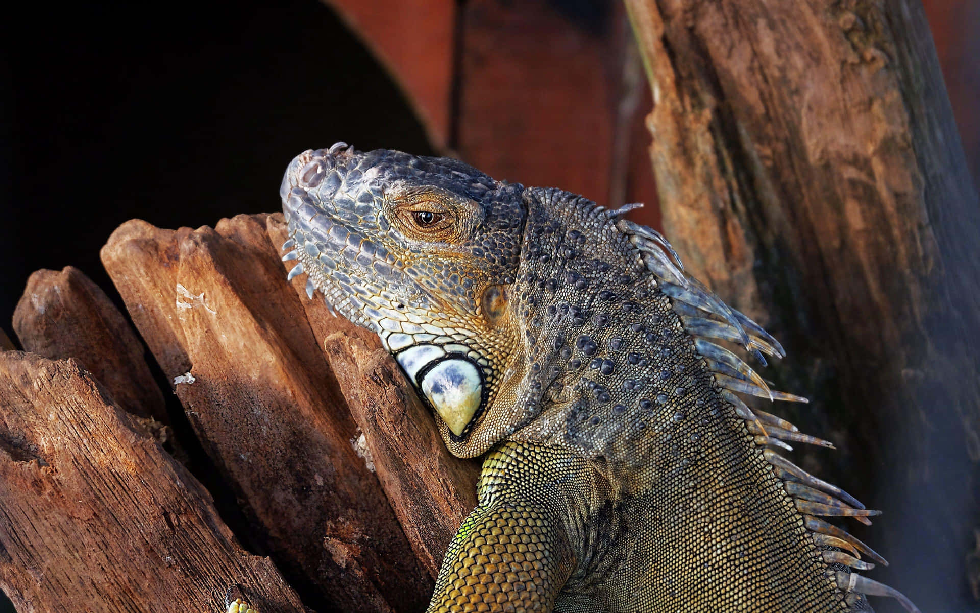 Majestueuze Iguana Op Houten Perch Achtergrond