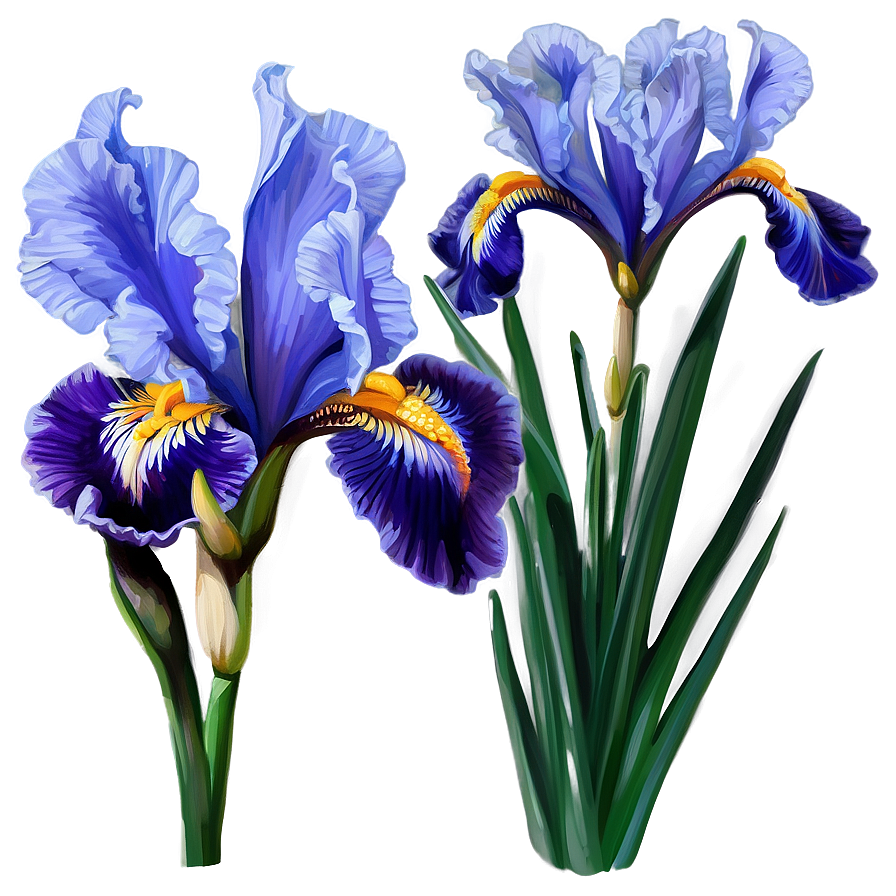 Majestic Iris Spring Png 30 PNG