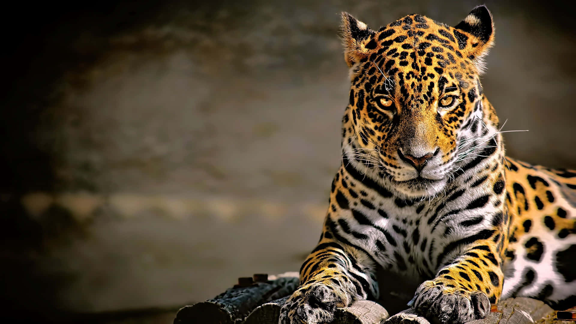 Majestic Jaguar Resting4 K Wallpaper
