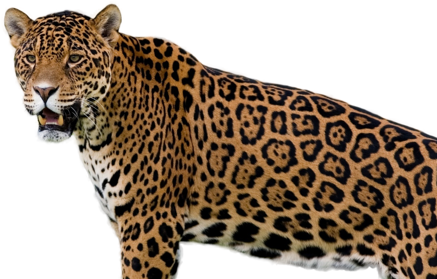 Majestic Jaguar Standing Transparent Background PNG