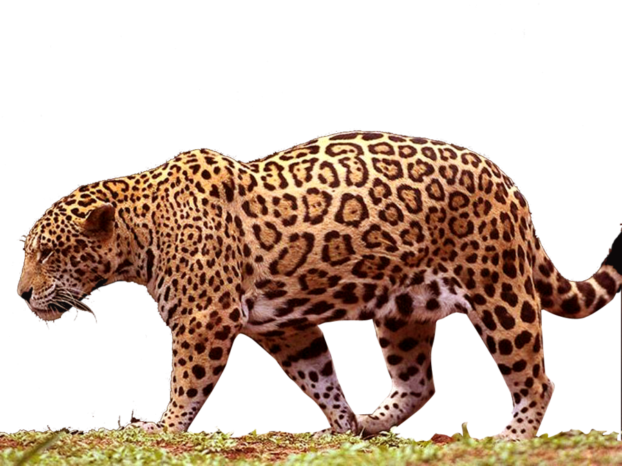Majestic Jaguar Walking PNG