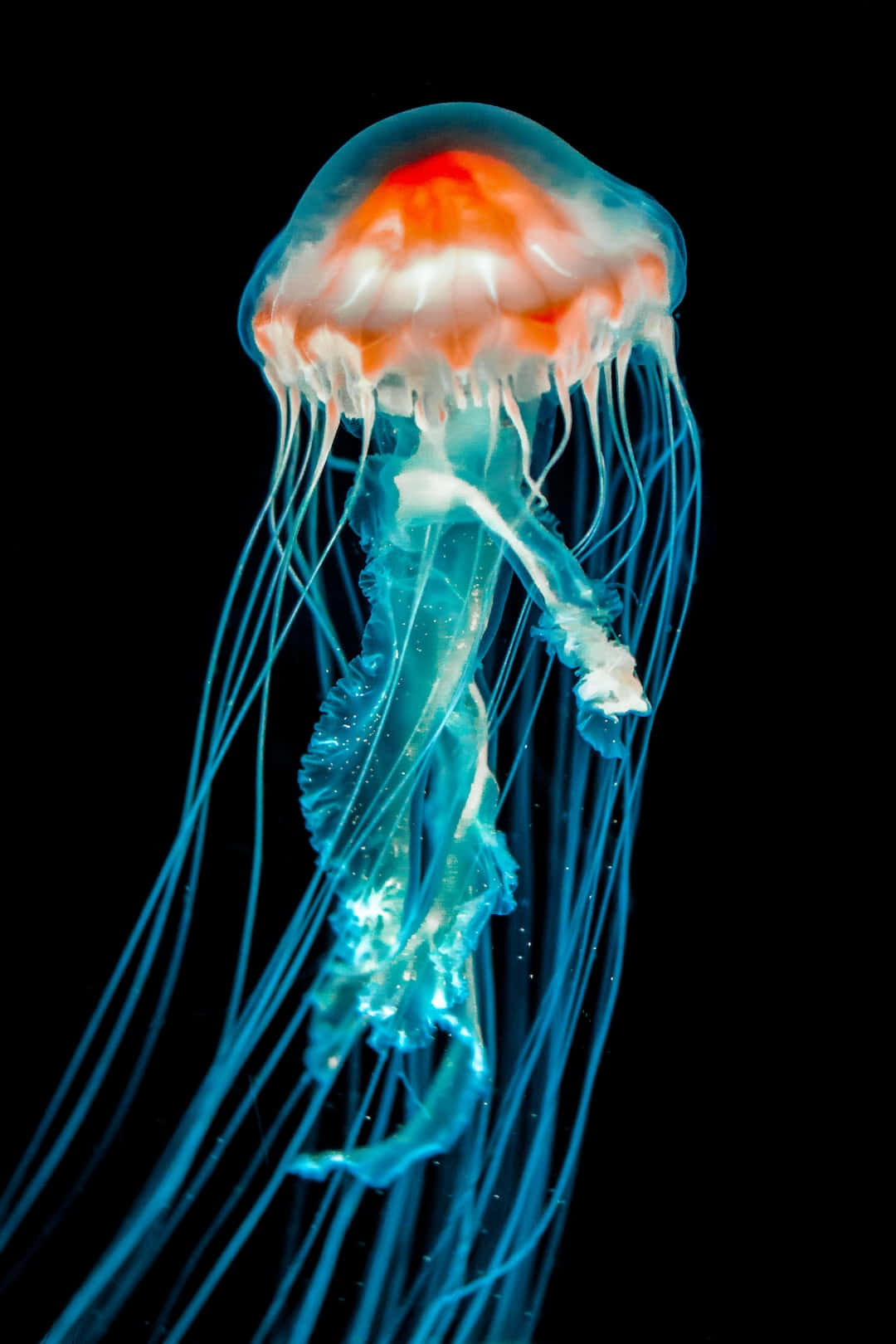 Majestic Jellyfish Floating In Deep Blue Sea