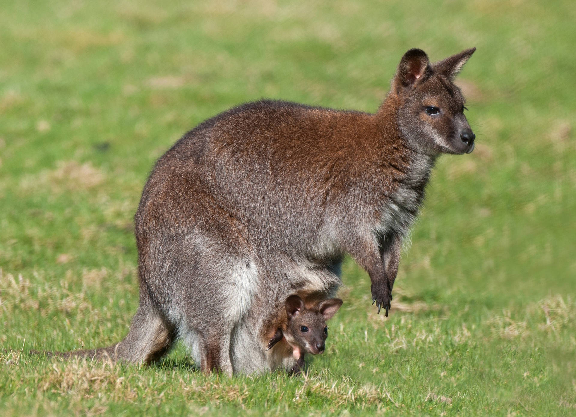 Majestic Kangaroo In Its Natural Habitat Wallpaper