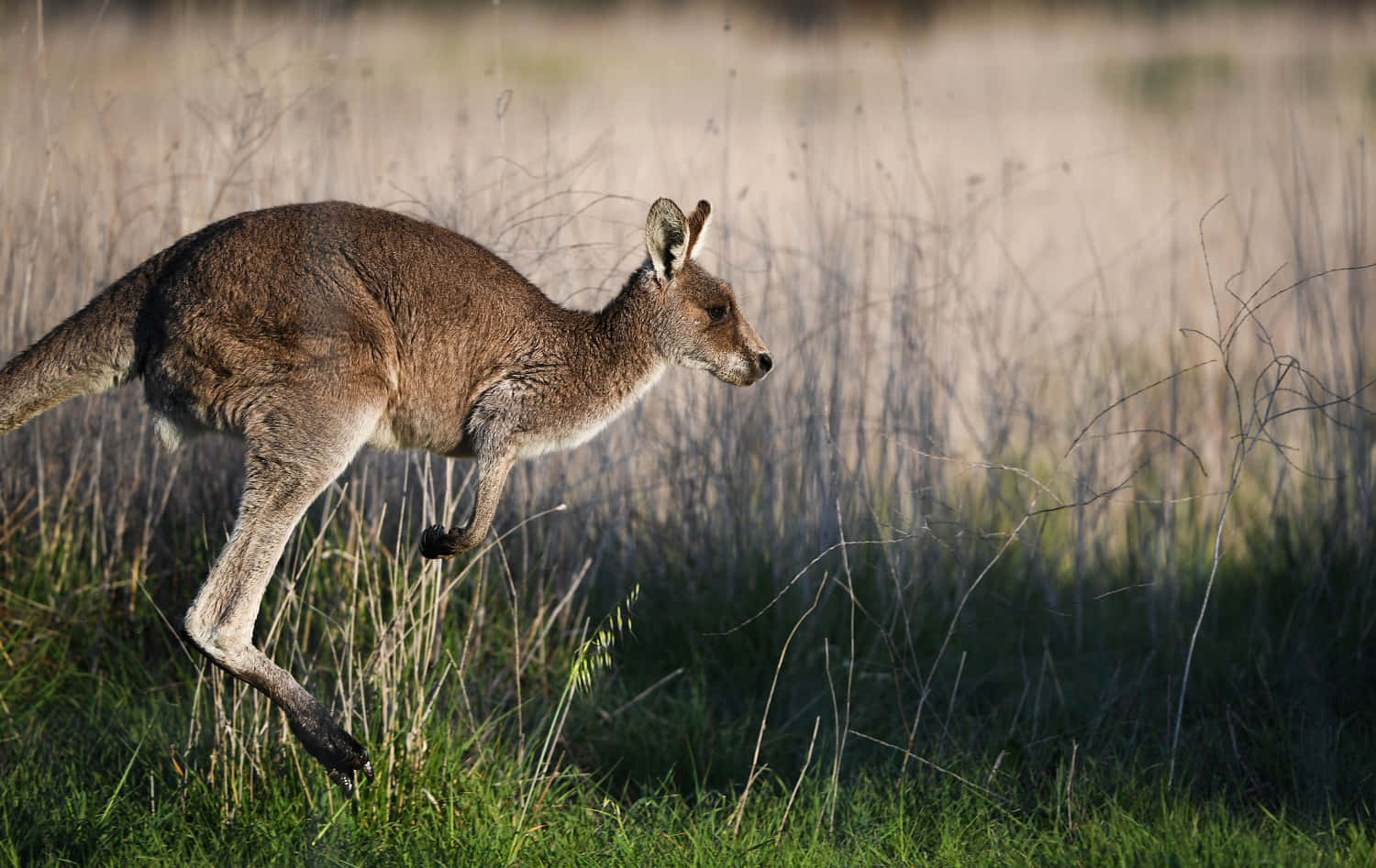 Majestic Kangaroo In Natural Habitat