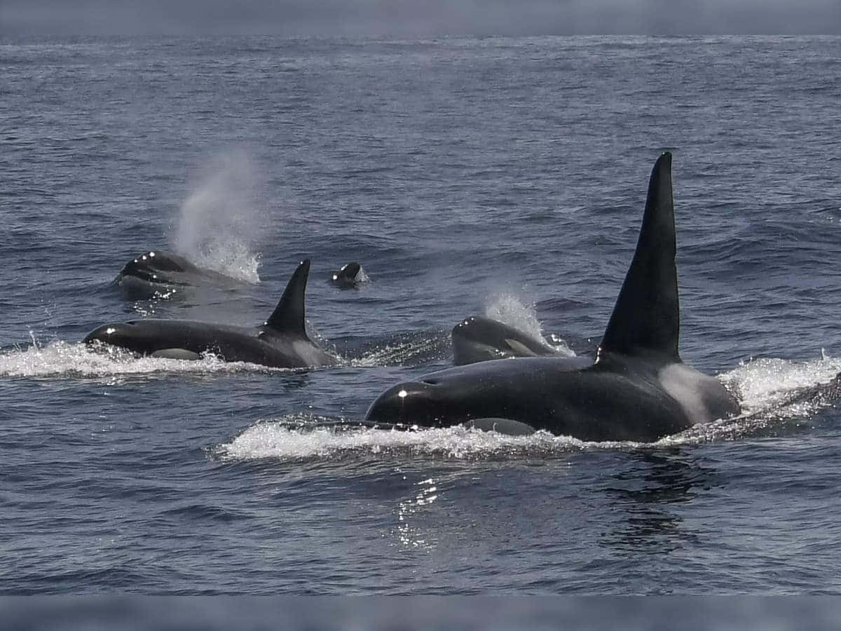 Majestueuse Orque Sautant Hors De L'océan Bleu Fond d'écran