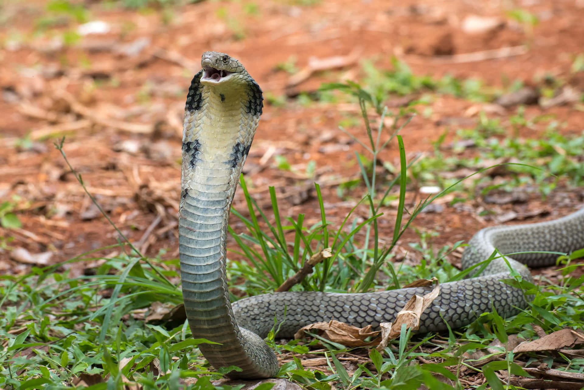 Majestic King Cobra In Its Natural Habitat