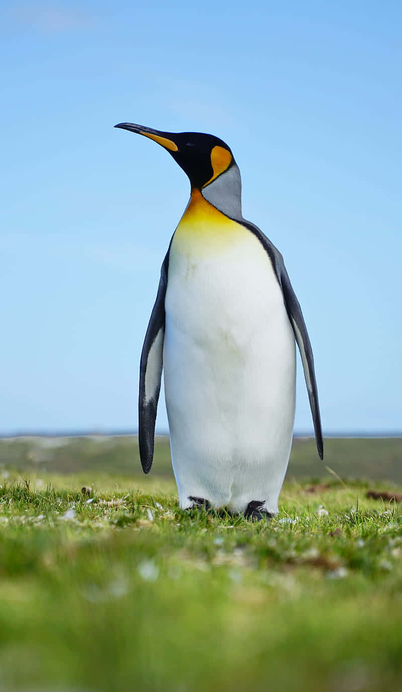 Majestic King Penguin Standing Tall Wallpaper