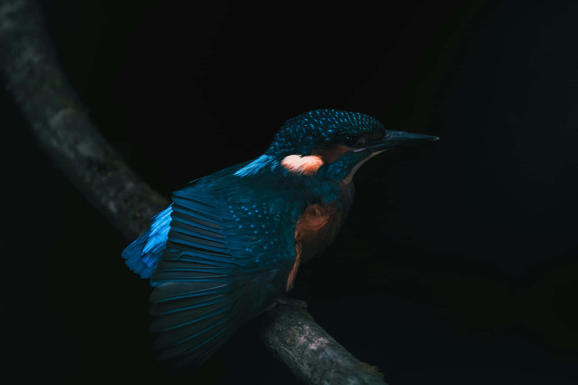 Majestic Kingfisherin Darkness.jpg Wallpaper