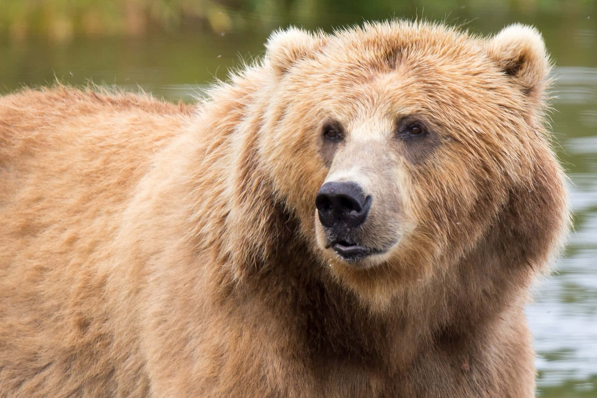 Majestic Kodiak Bear In The Alaskan Wilderness