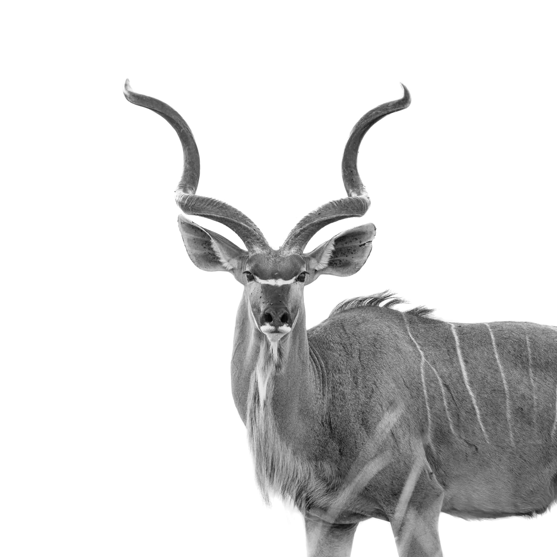 Majestic Kudu Portrait Wallpaper