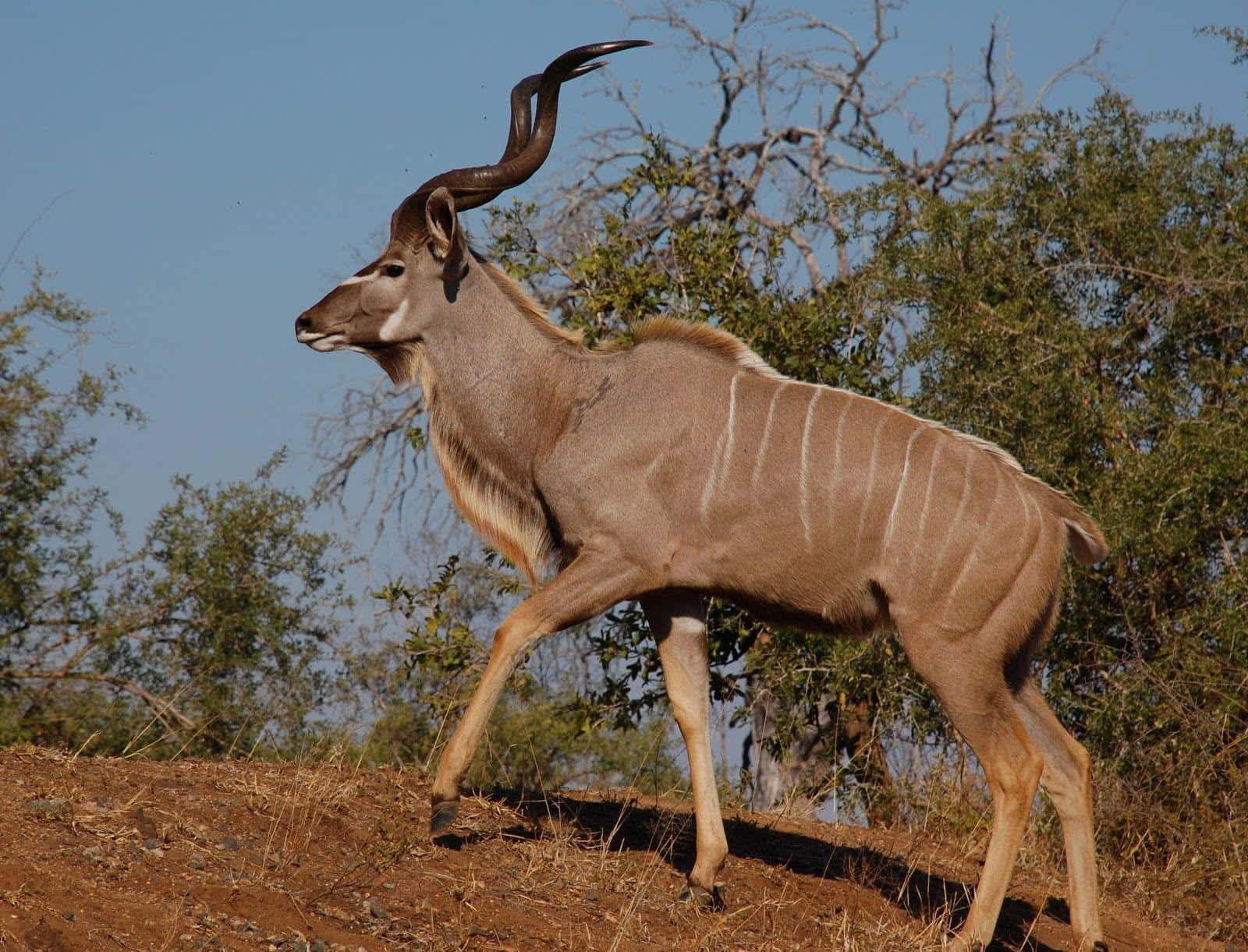 Majestic Kuduin Natural Habitat Wallpaper