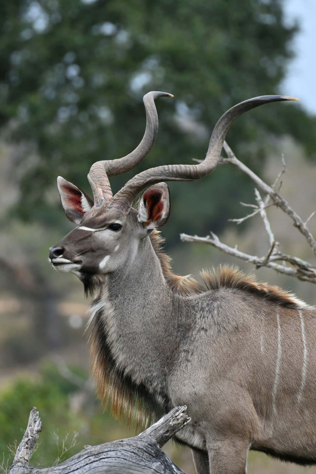Majestic Kuduin Natural Habitat.jpg Wallpaper