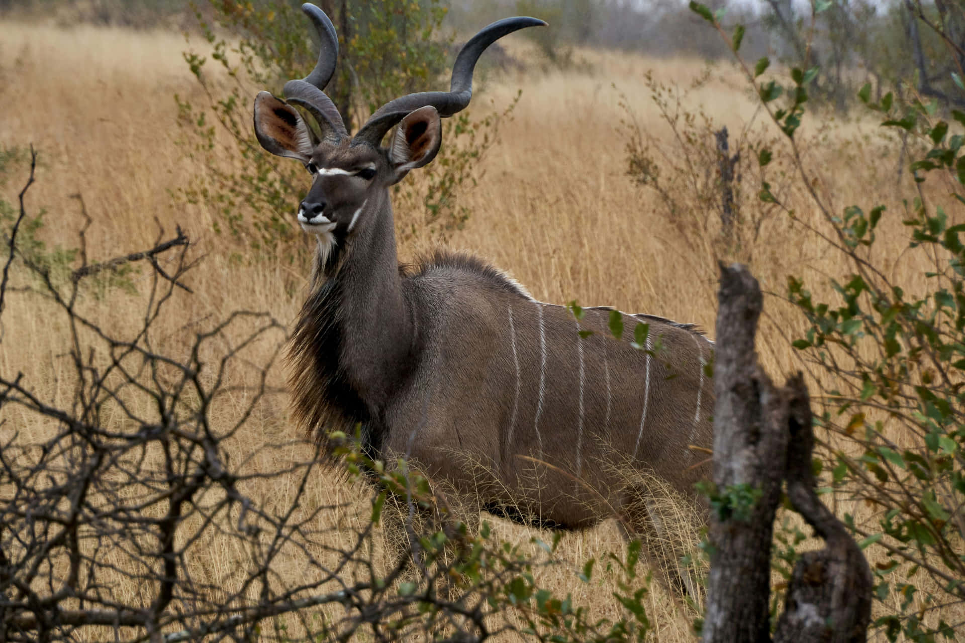 Majestic Kuduin Savanna Grassland.jpg Wallpaper