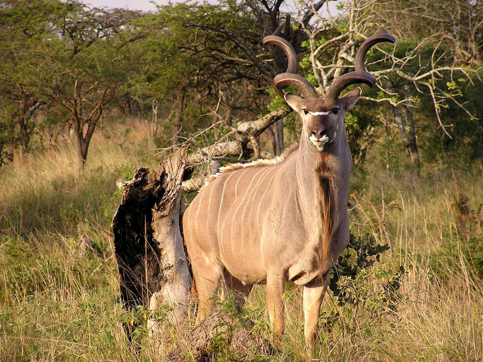 Majestic Kuduin Savanna.jpg Wallpaper