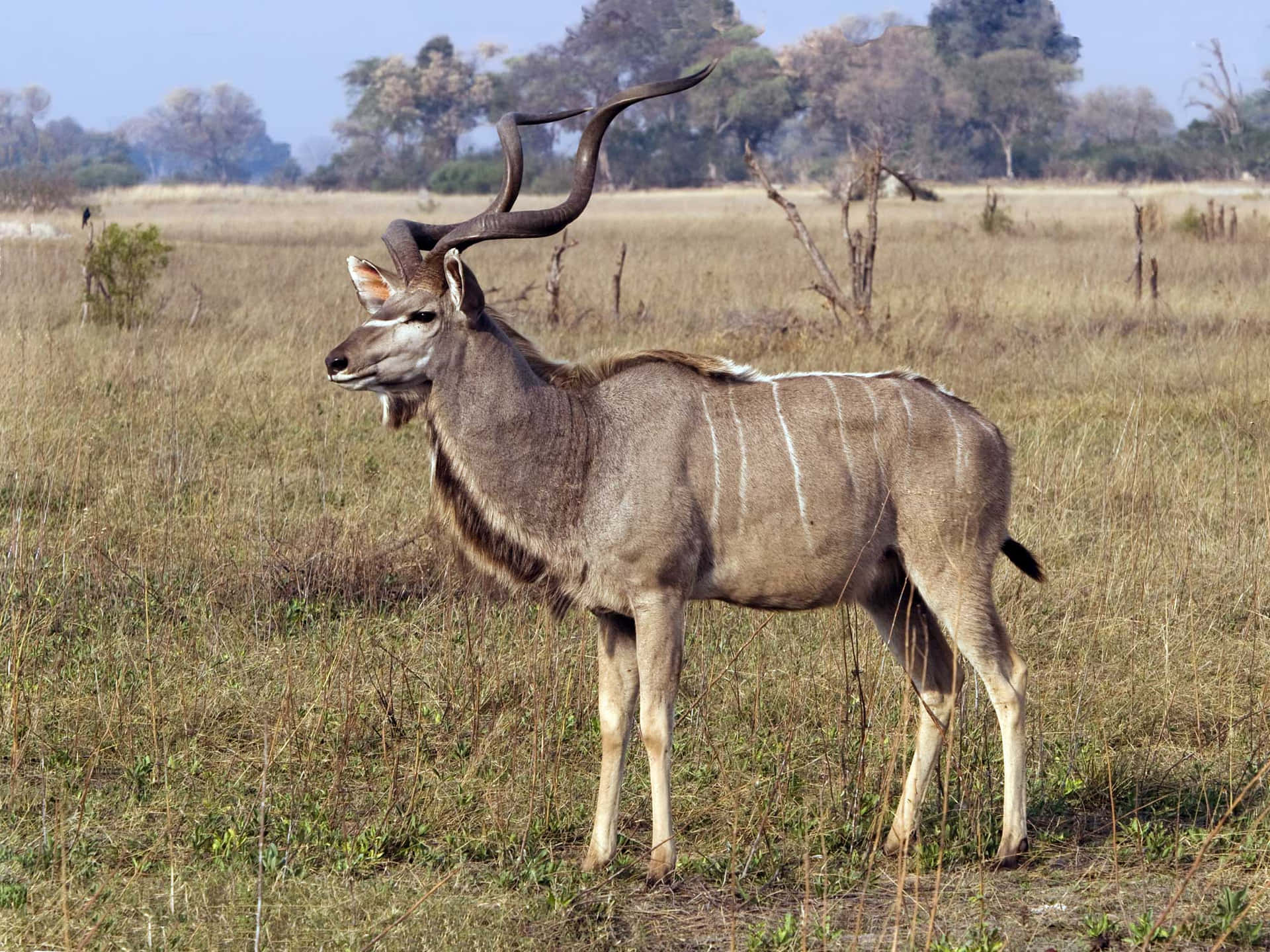 Majestic Kuduin Savanna Wallpaper