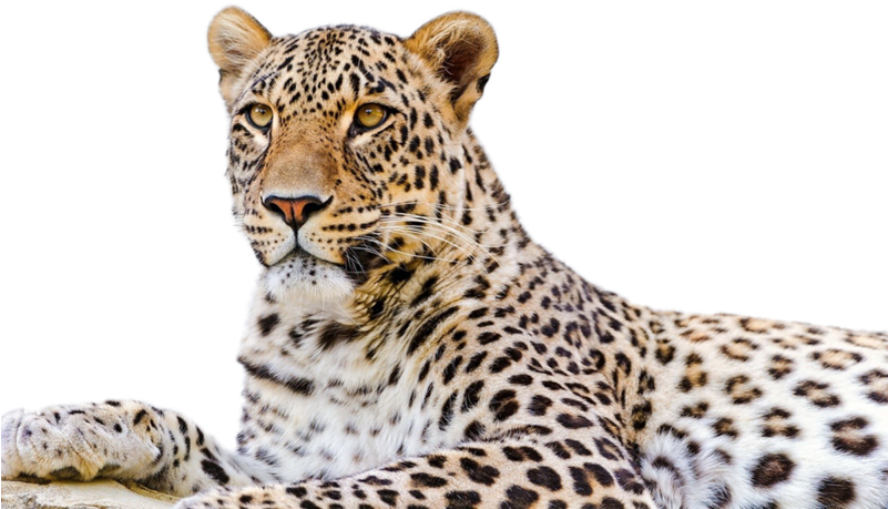 Majestic Leopard Portrait PNG