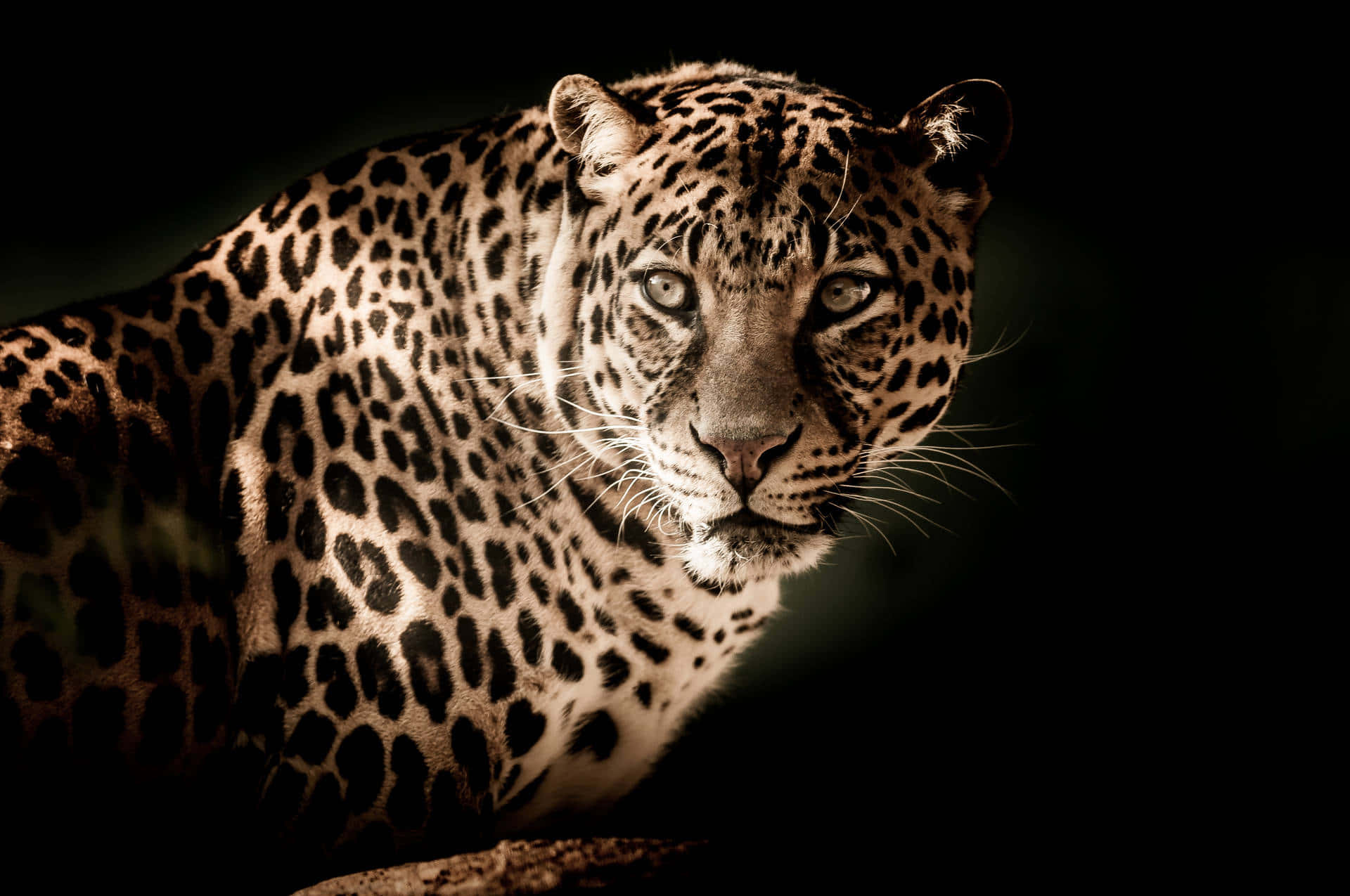 Majestic_ Leopard_ Portrait Wallpaper