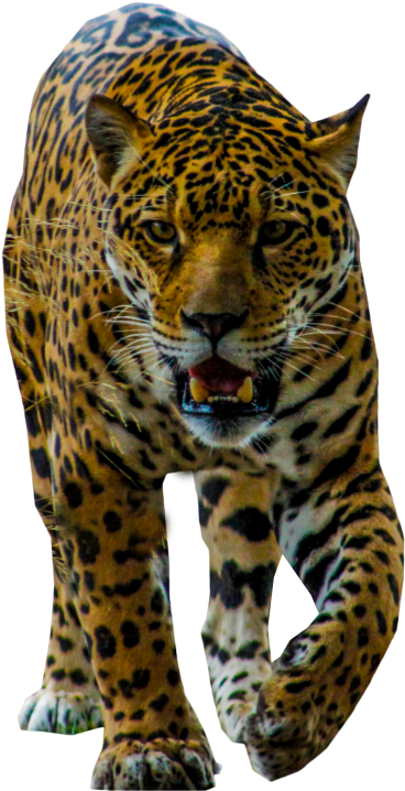 Majestic Leopard Walking Transparent Background PNG