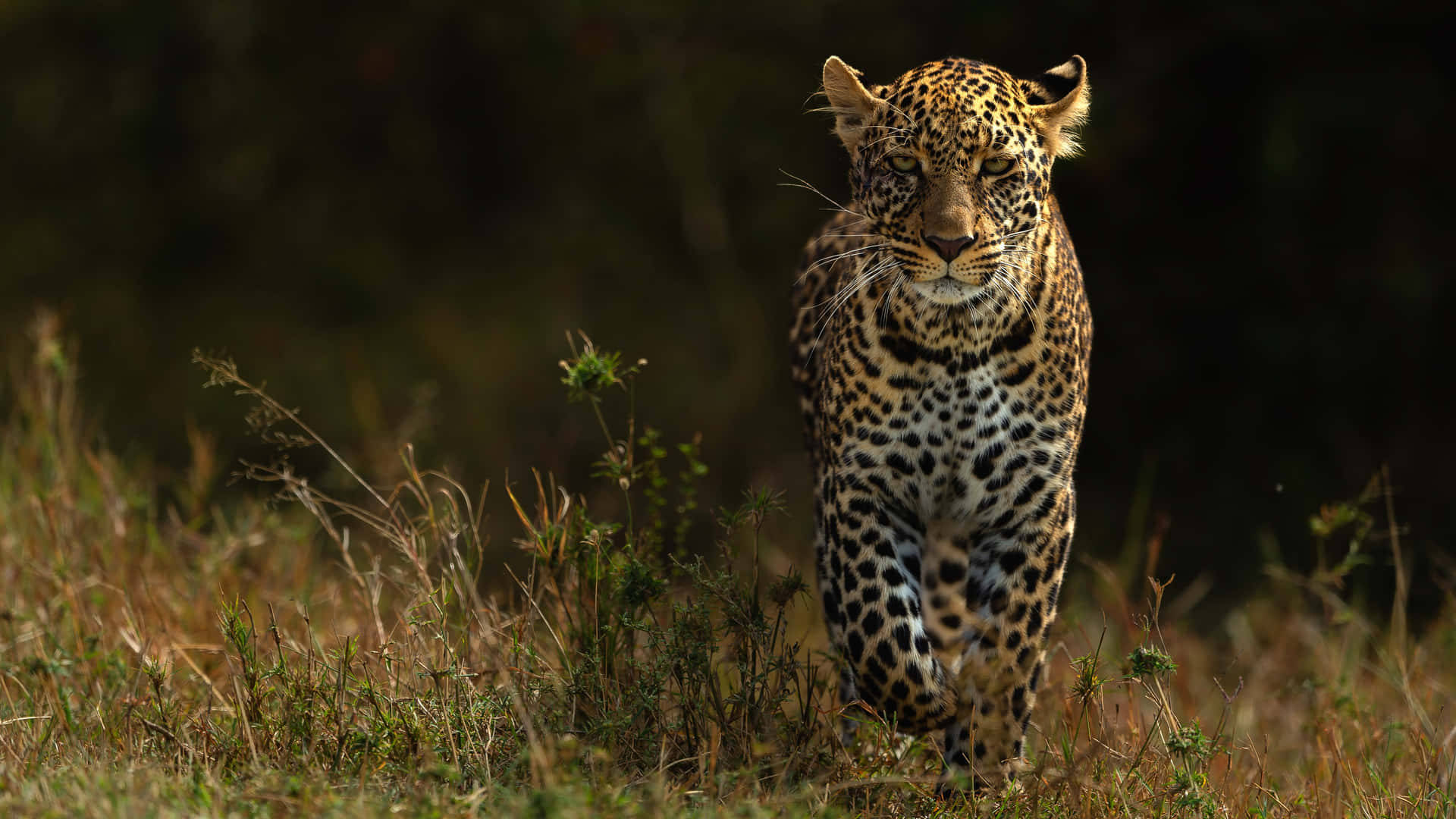 Majestic Leopardin Twilight Grassland Wallpaper