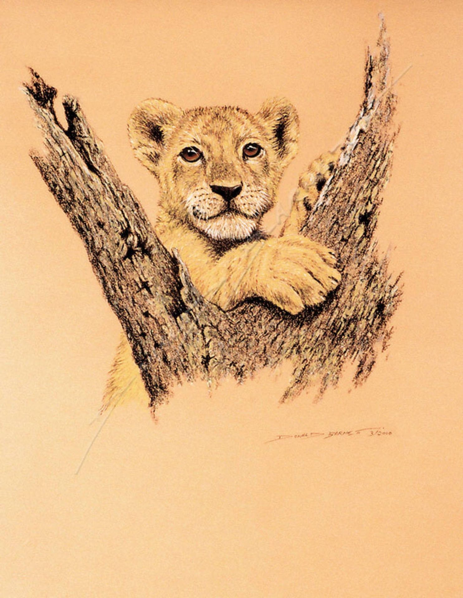 Majestic Lion Cub In Natural Habitat Wallpaper