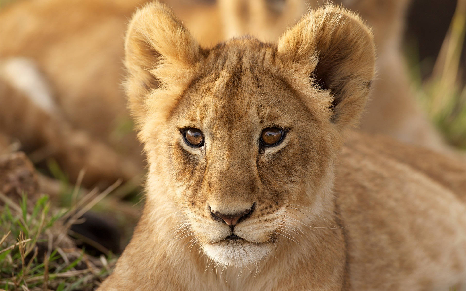 Majestic Lion Cub Portrait