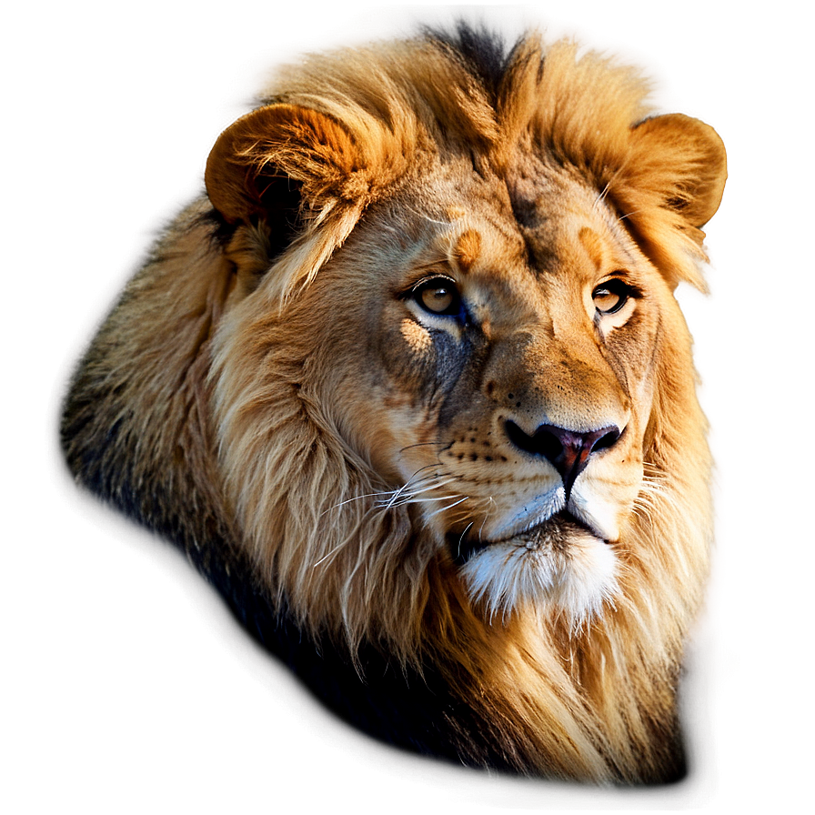 Majestic Lion Glance Png 96 PNG