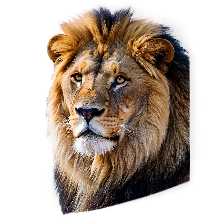 Majestic Lion Glance Png Gks61 PNG